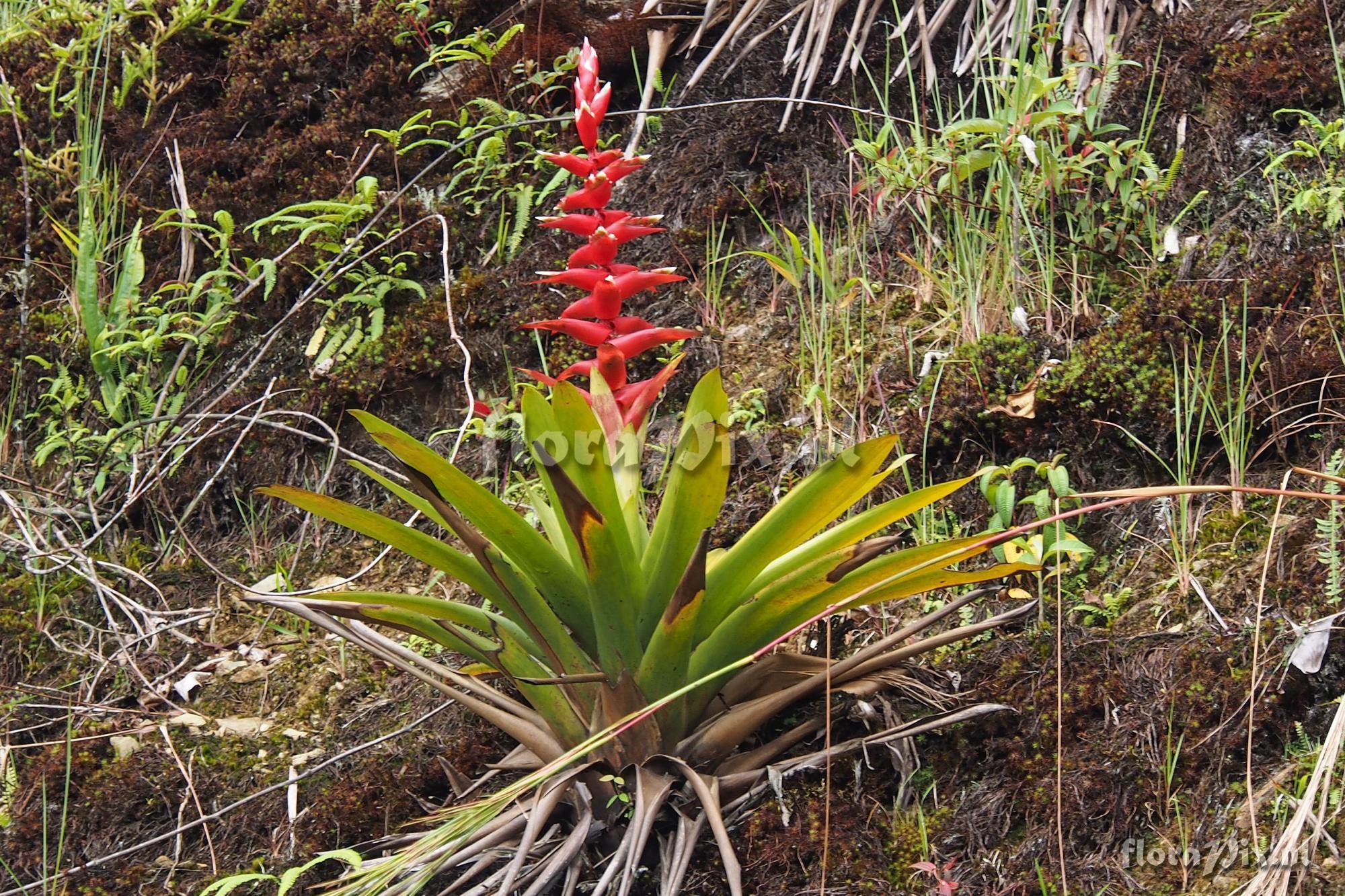 Tillandsia (Mezobromelia) schimperiana