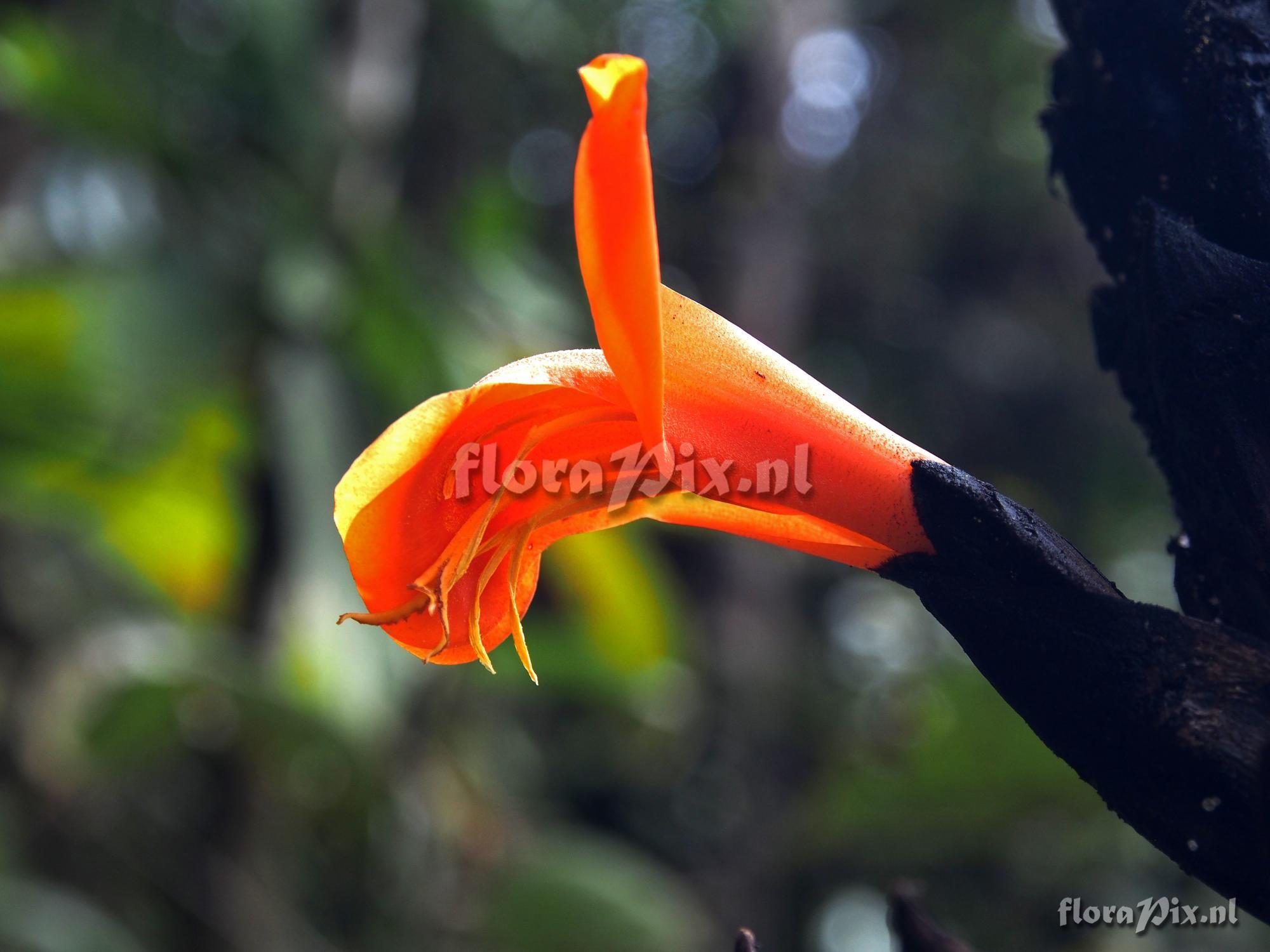 Pitcairnia bakeri