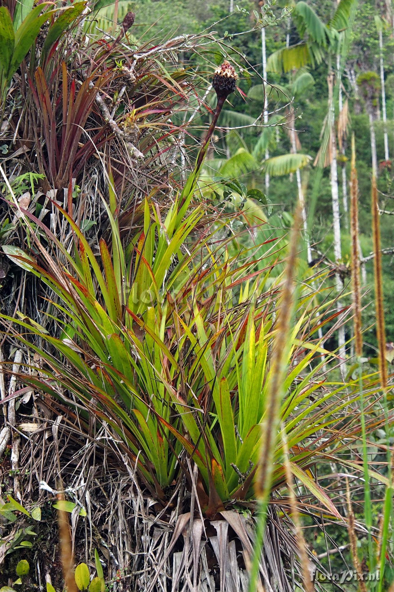 Guzmania farciminiformis