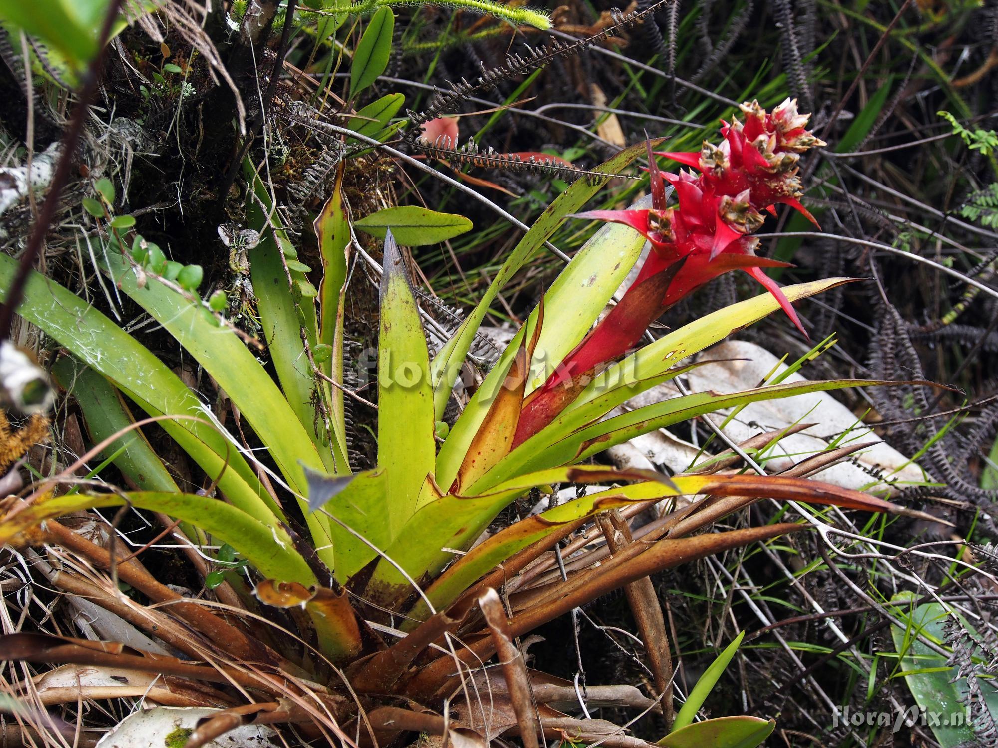 Mezobromelia 