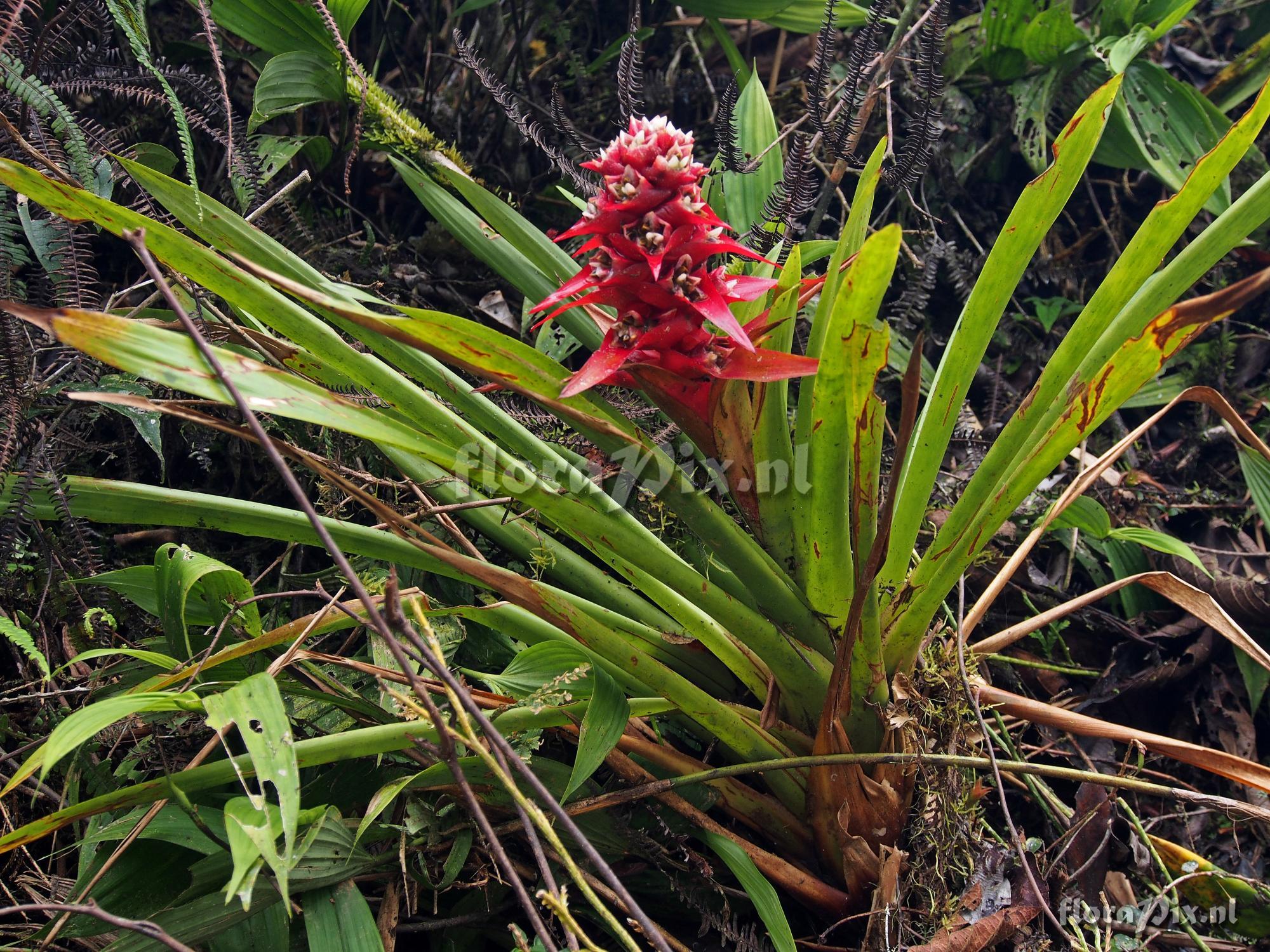 Mezobromelia 