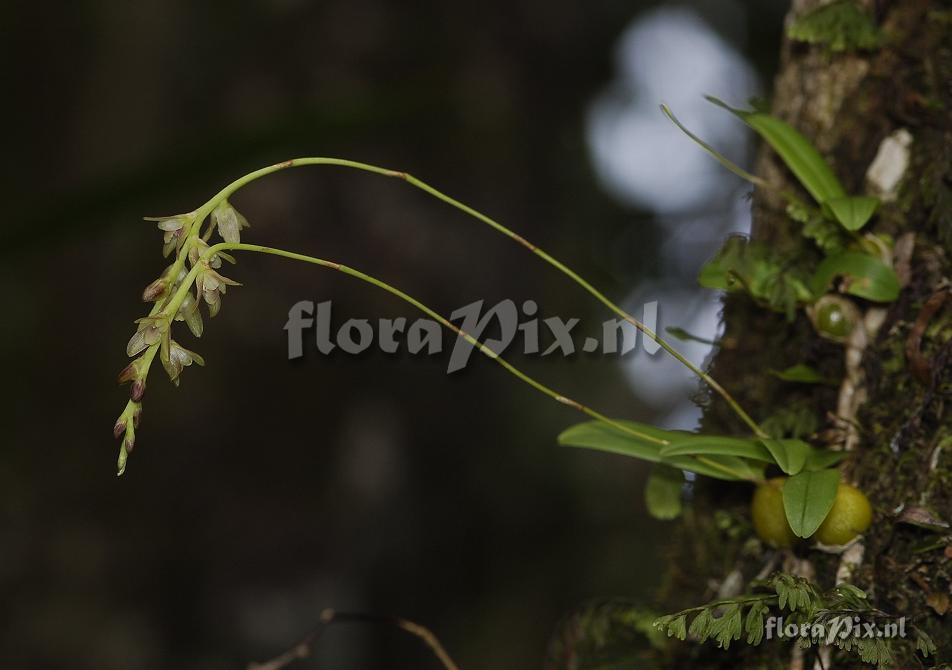 Bulbophyllum minutum