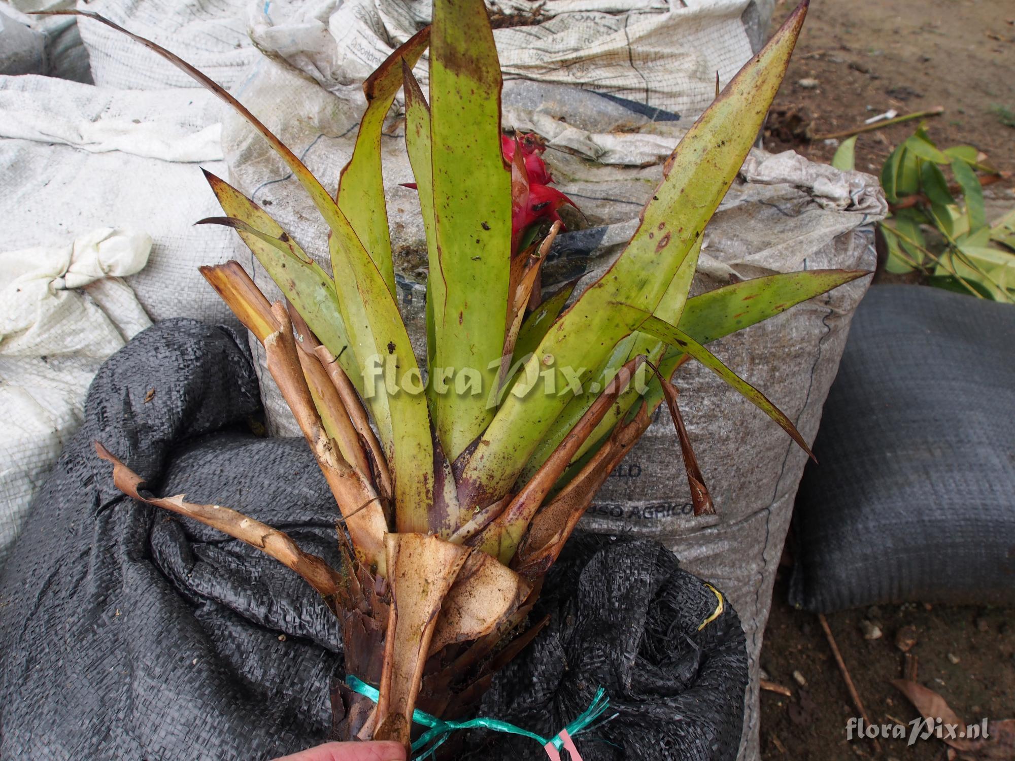 Mezobromelia 