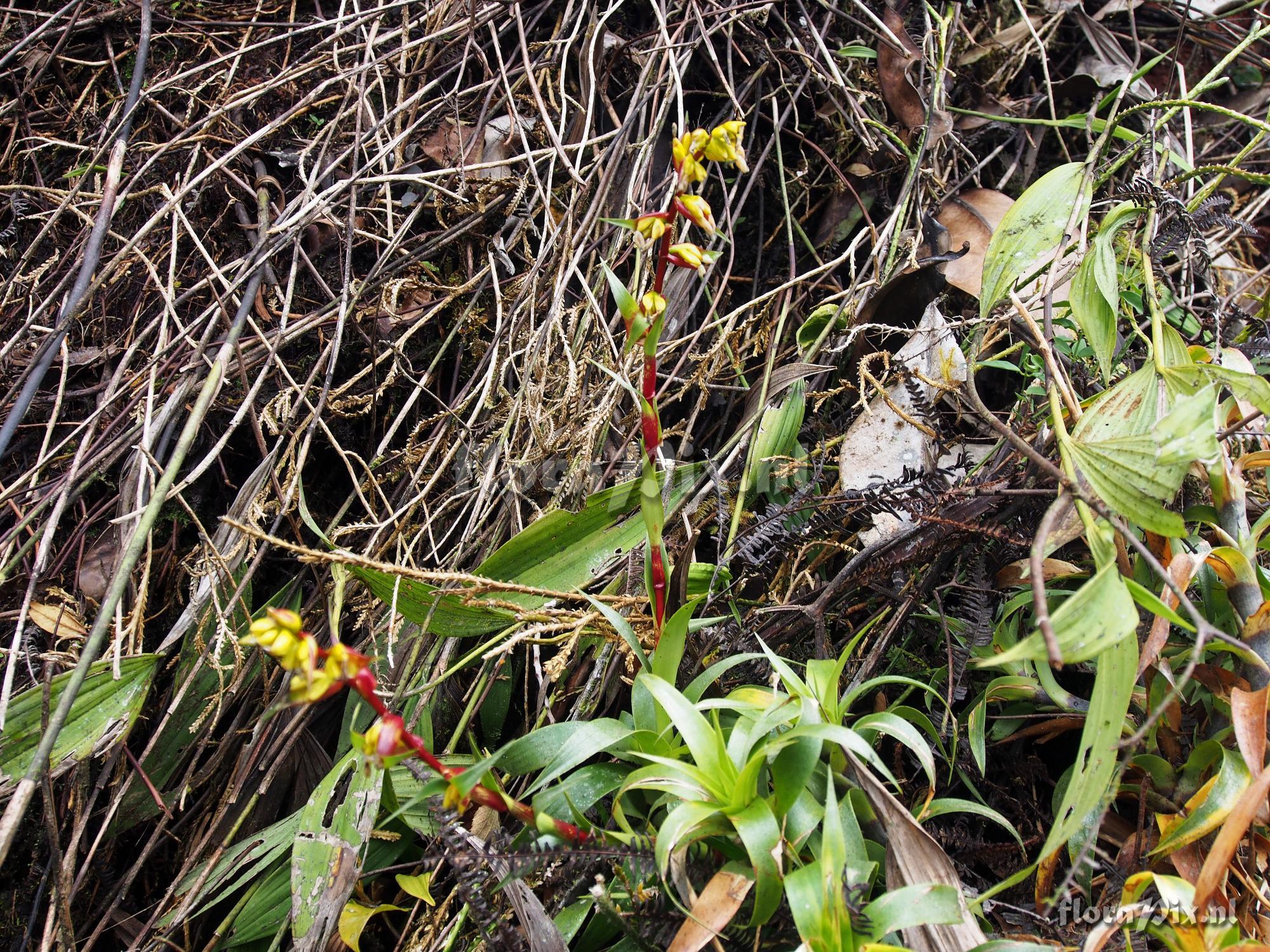 Guzmania gracilior