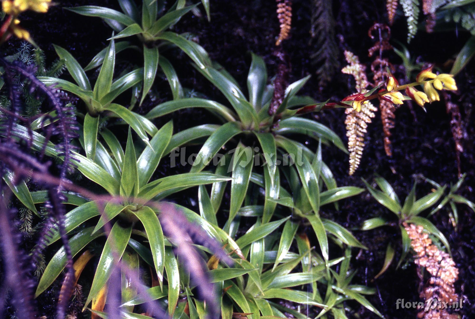 Guzmania gracilior