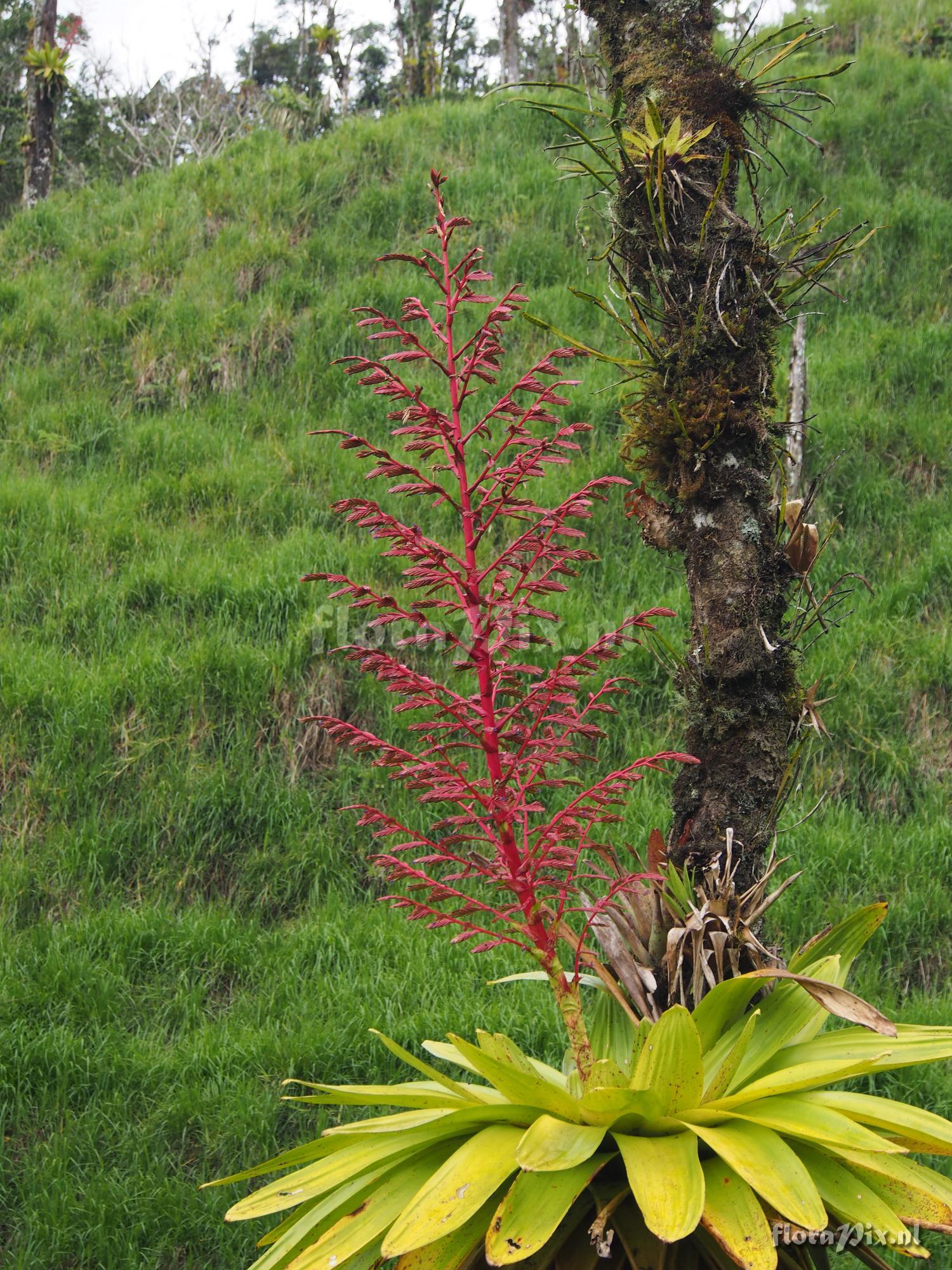 Tillandsia maculata Ruiz & Pav.