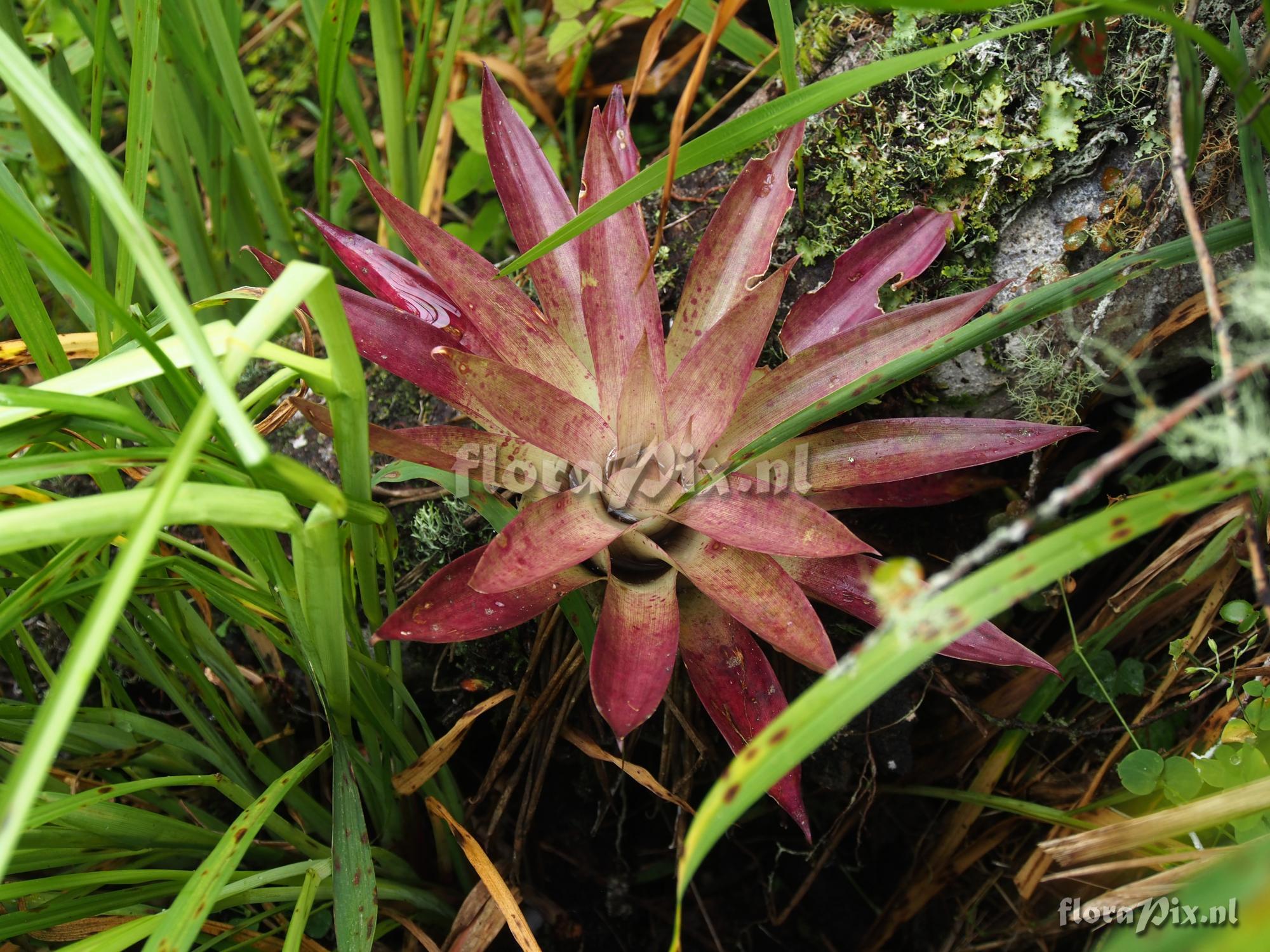 Tillandsia biflora