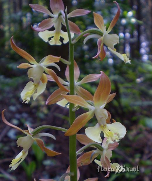 Calanthe x bicolor