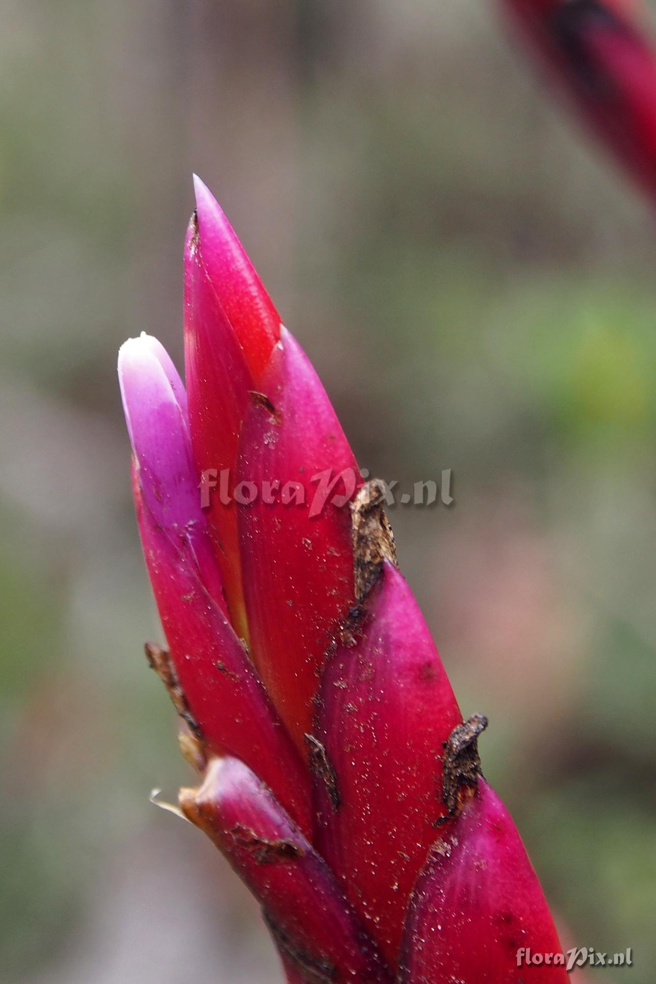 Tillandsia stenoura