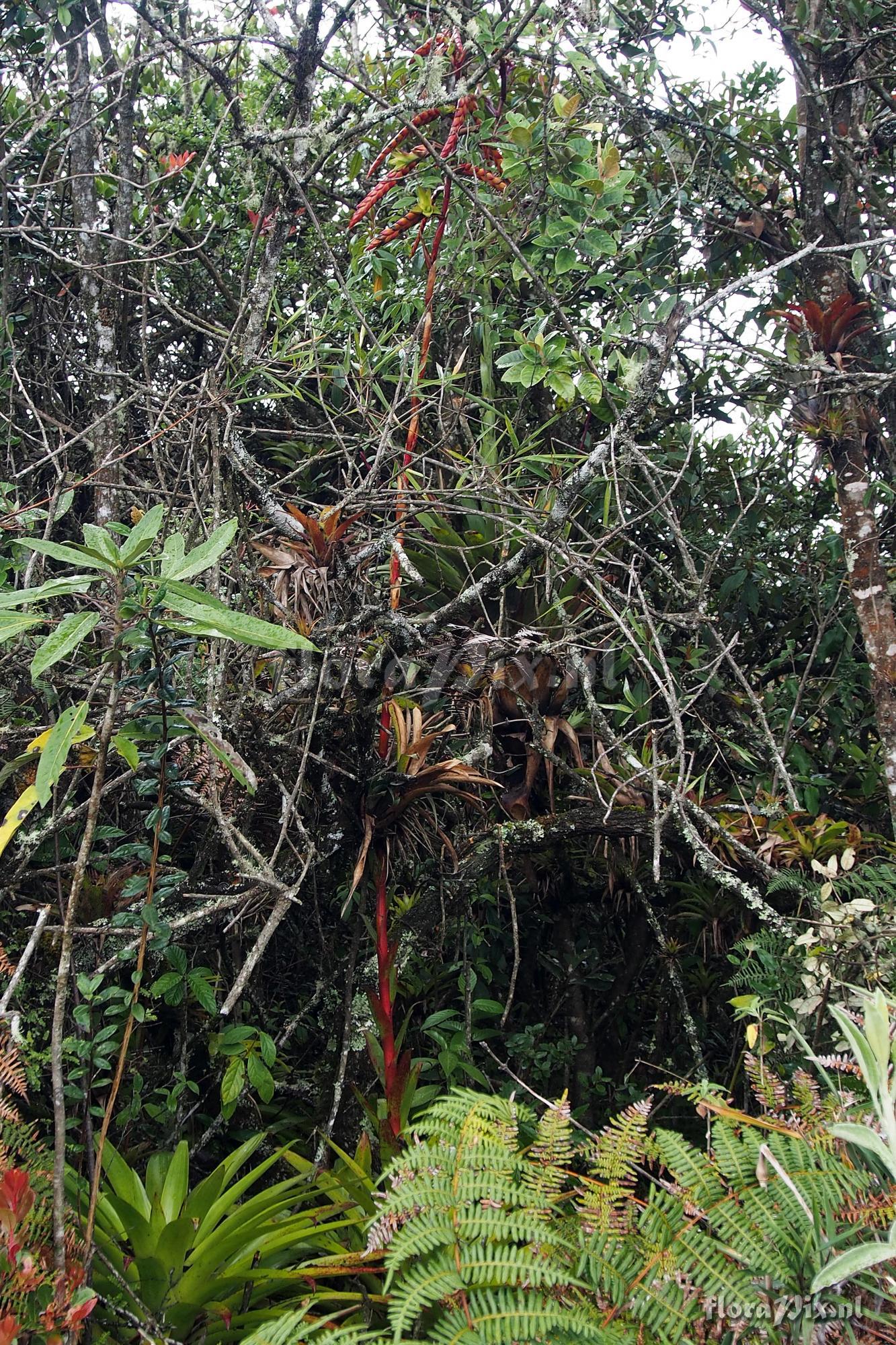 Tillandsia clavigera