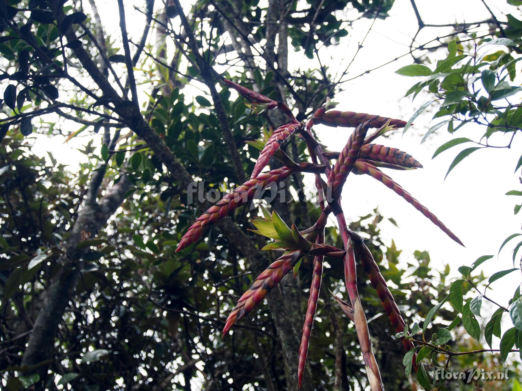 Tillandsia clavigera