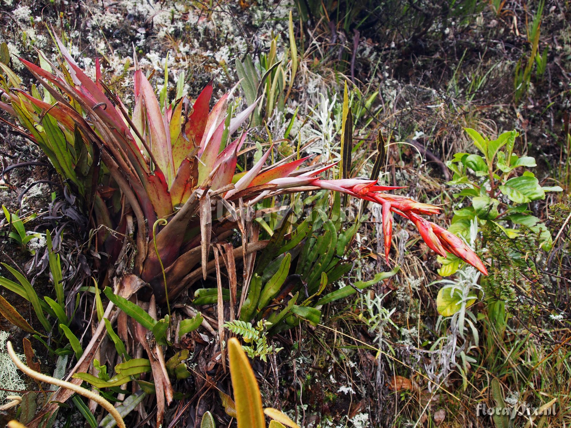 Tillandsia humboldtii?