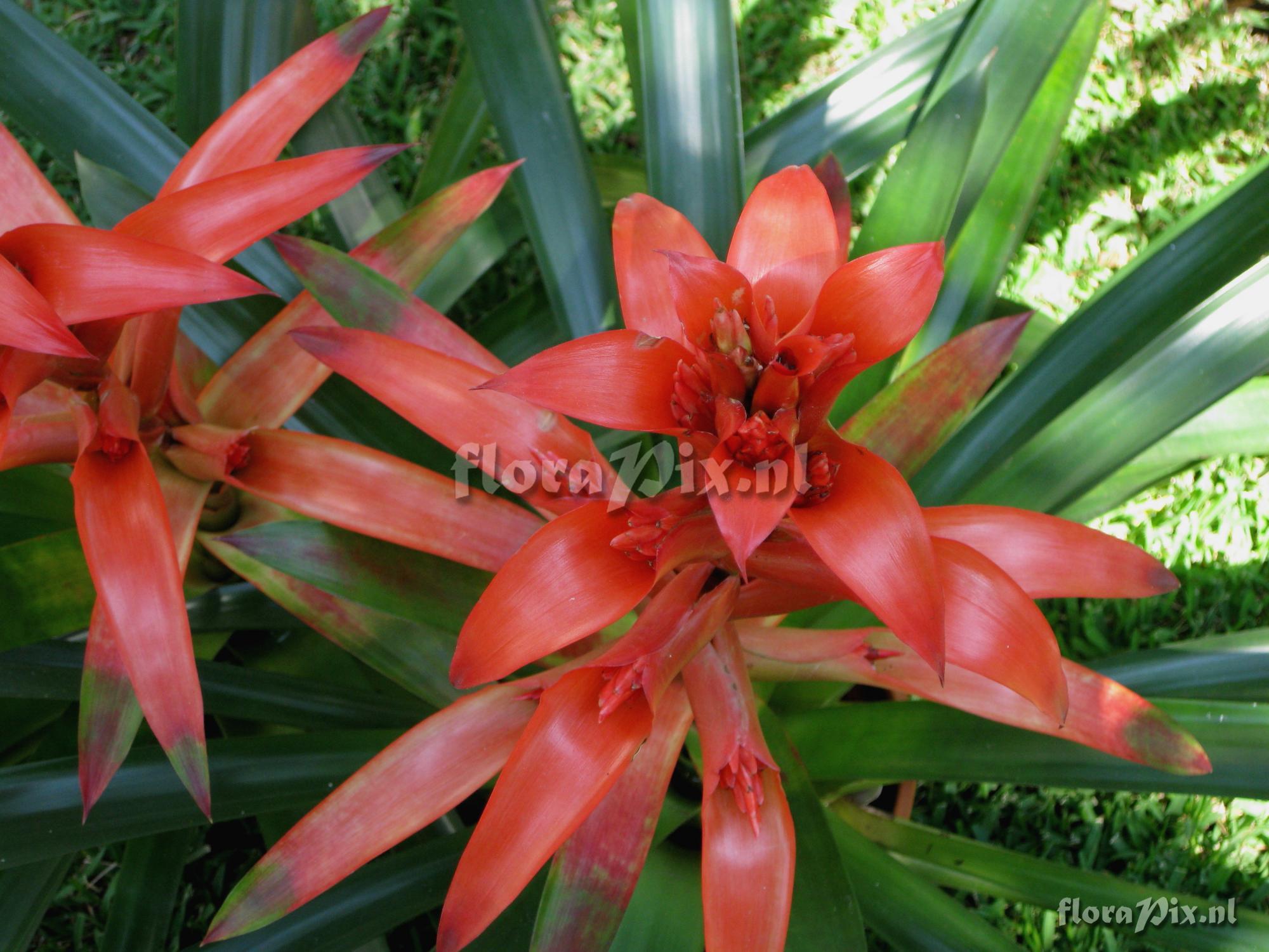 Guzmania variegata