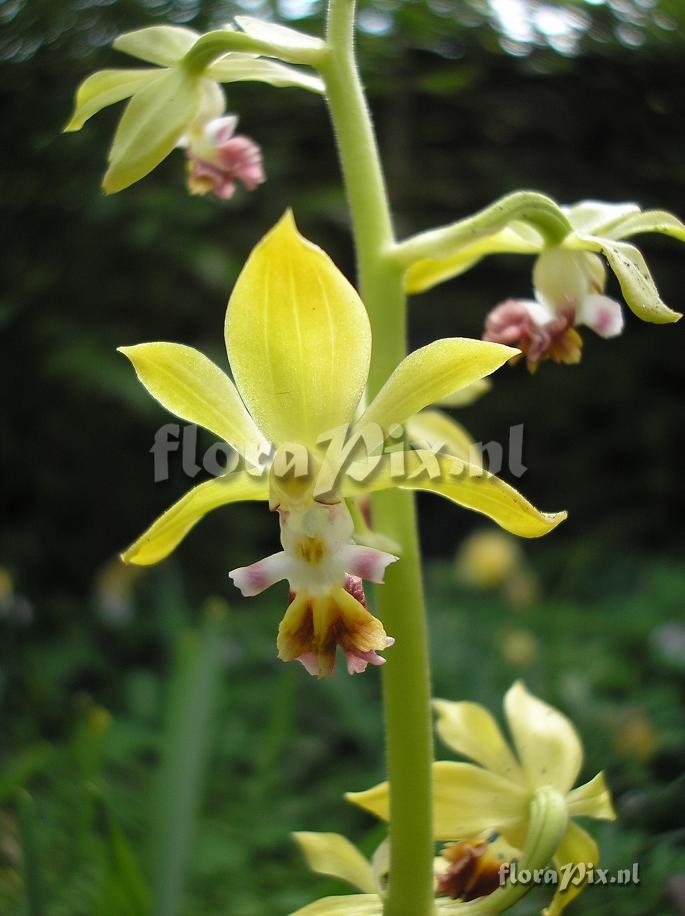 Calanthe tricarinata