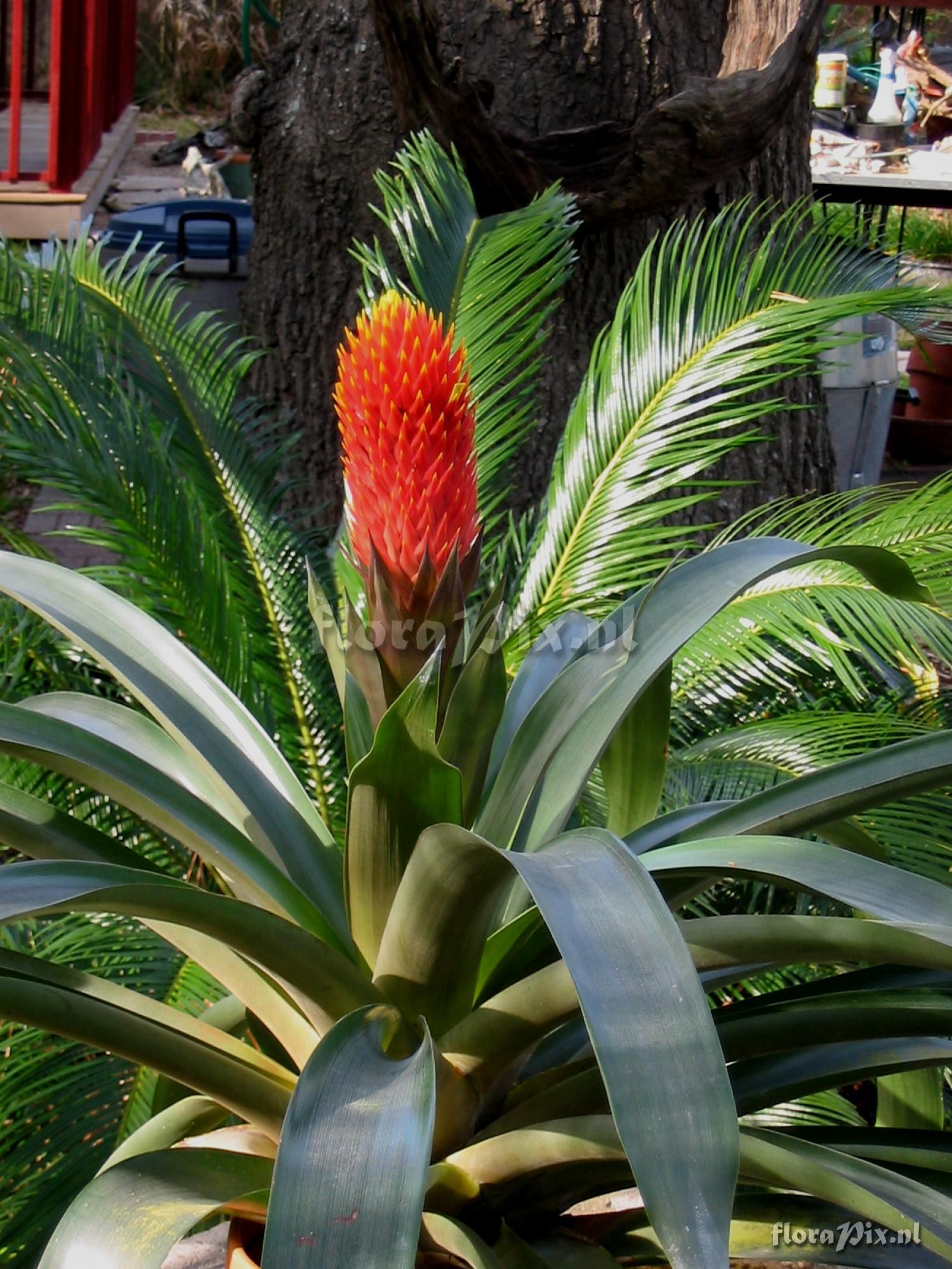 Guzmania conifera