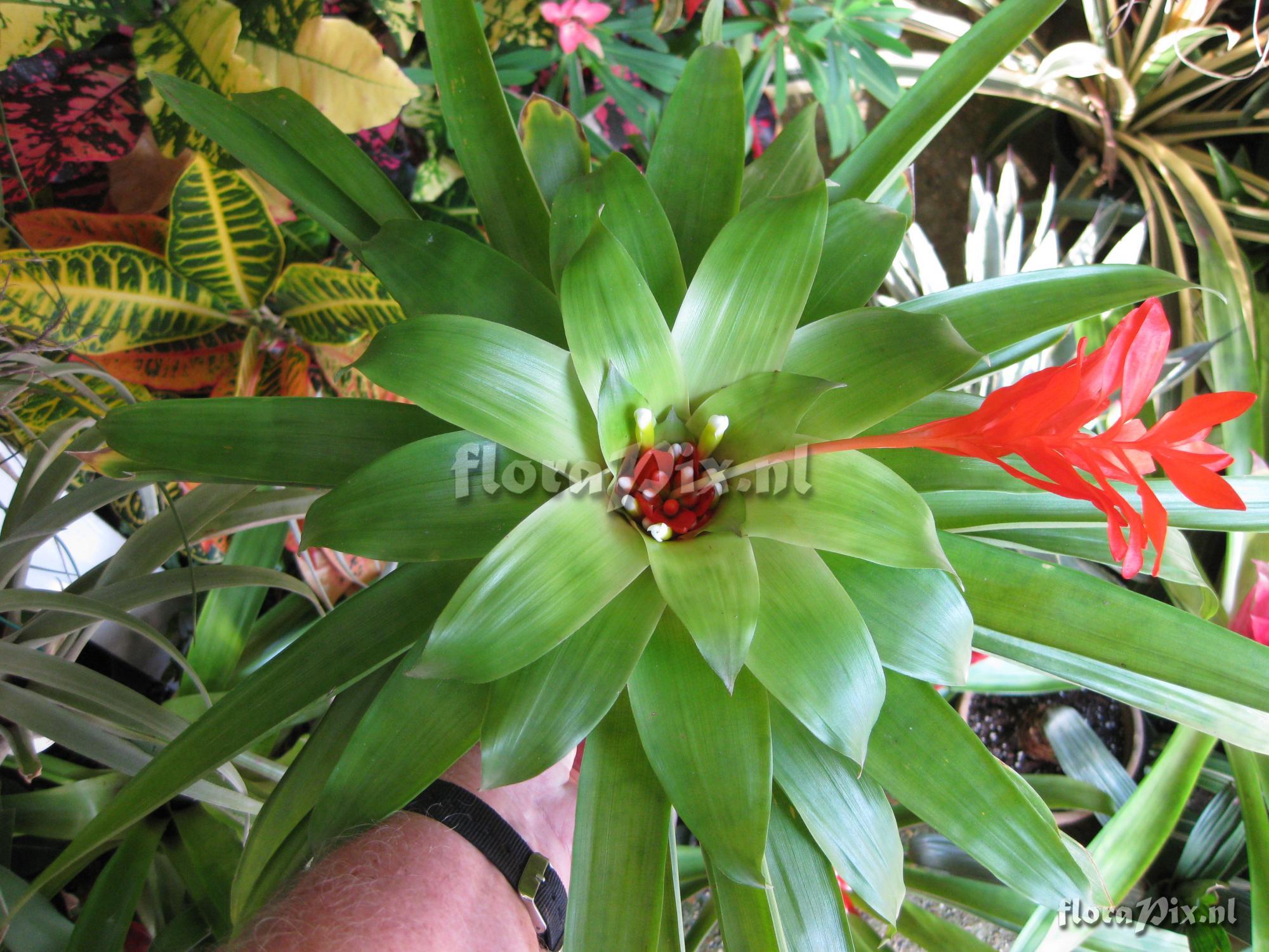 Guzmania sanguinea var. comosa