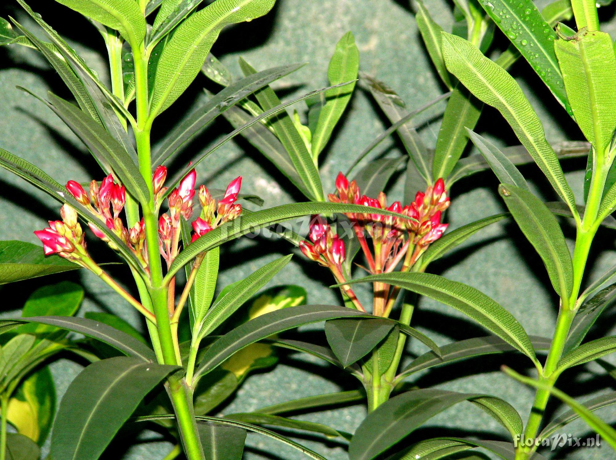 Nerium sp. Apocyanaceae