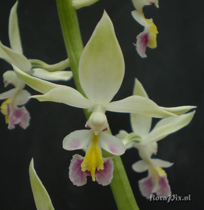 Calanthe brevicornu