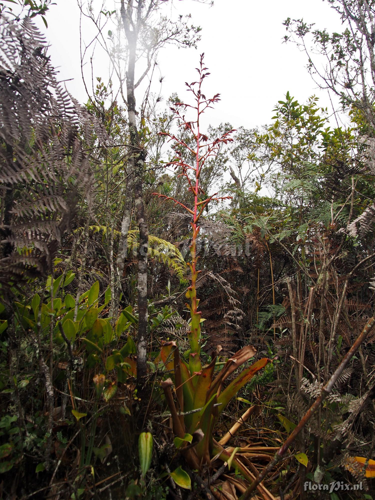 Tillandsia unknown5