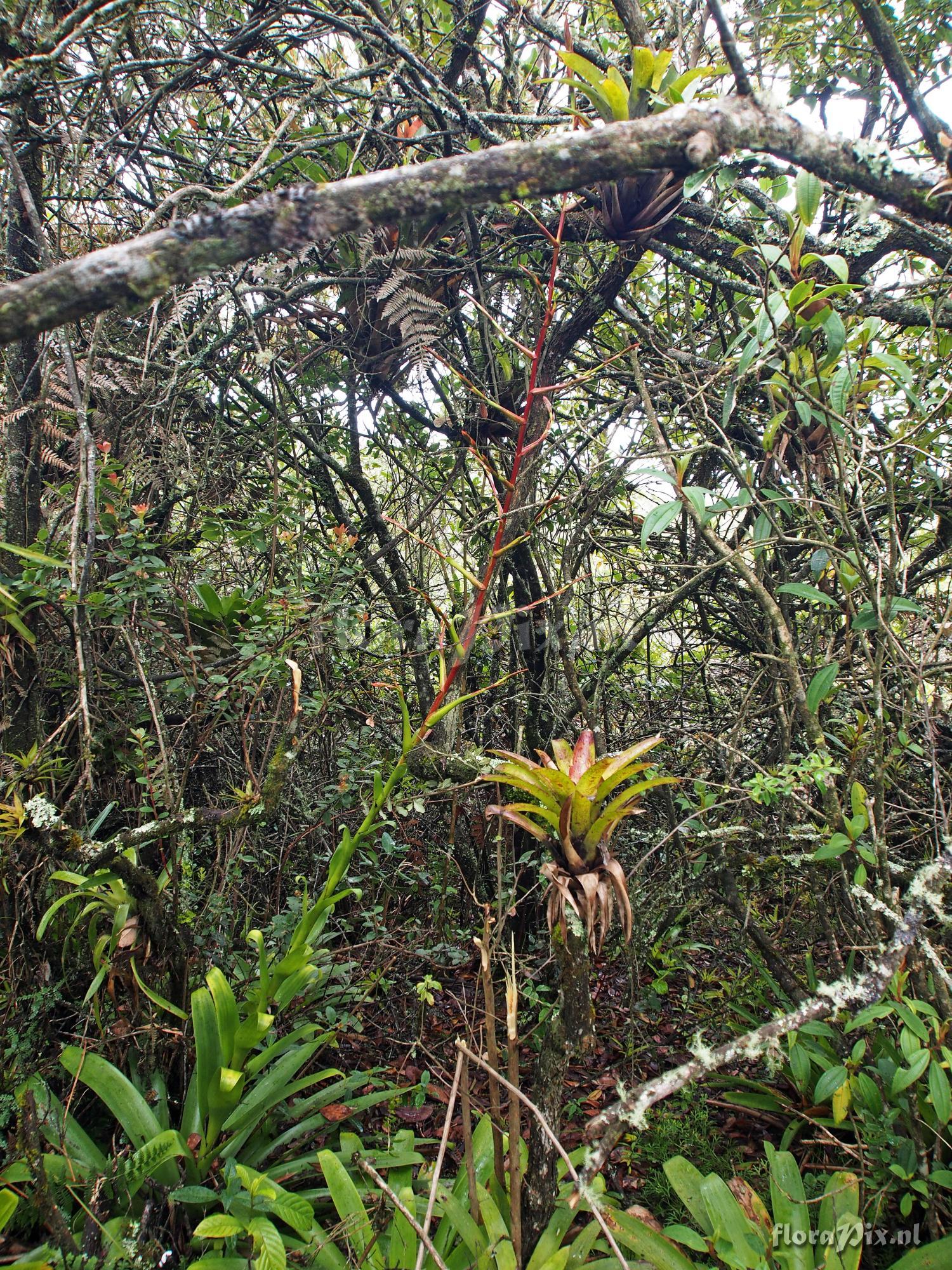 Tillandsia unknown5