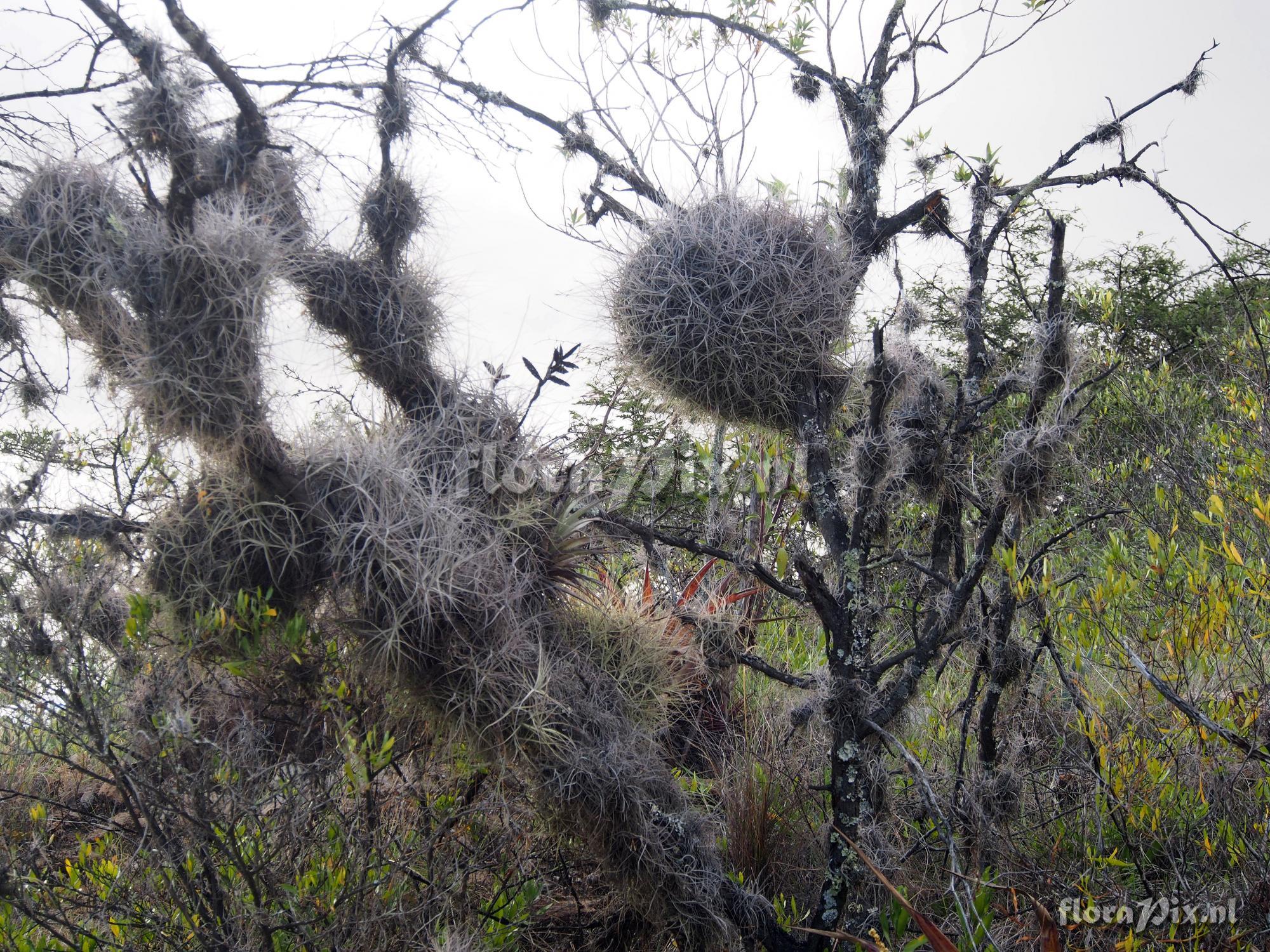 Tillandsia caerulea