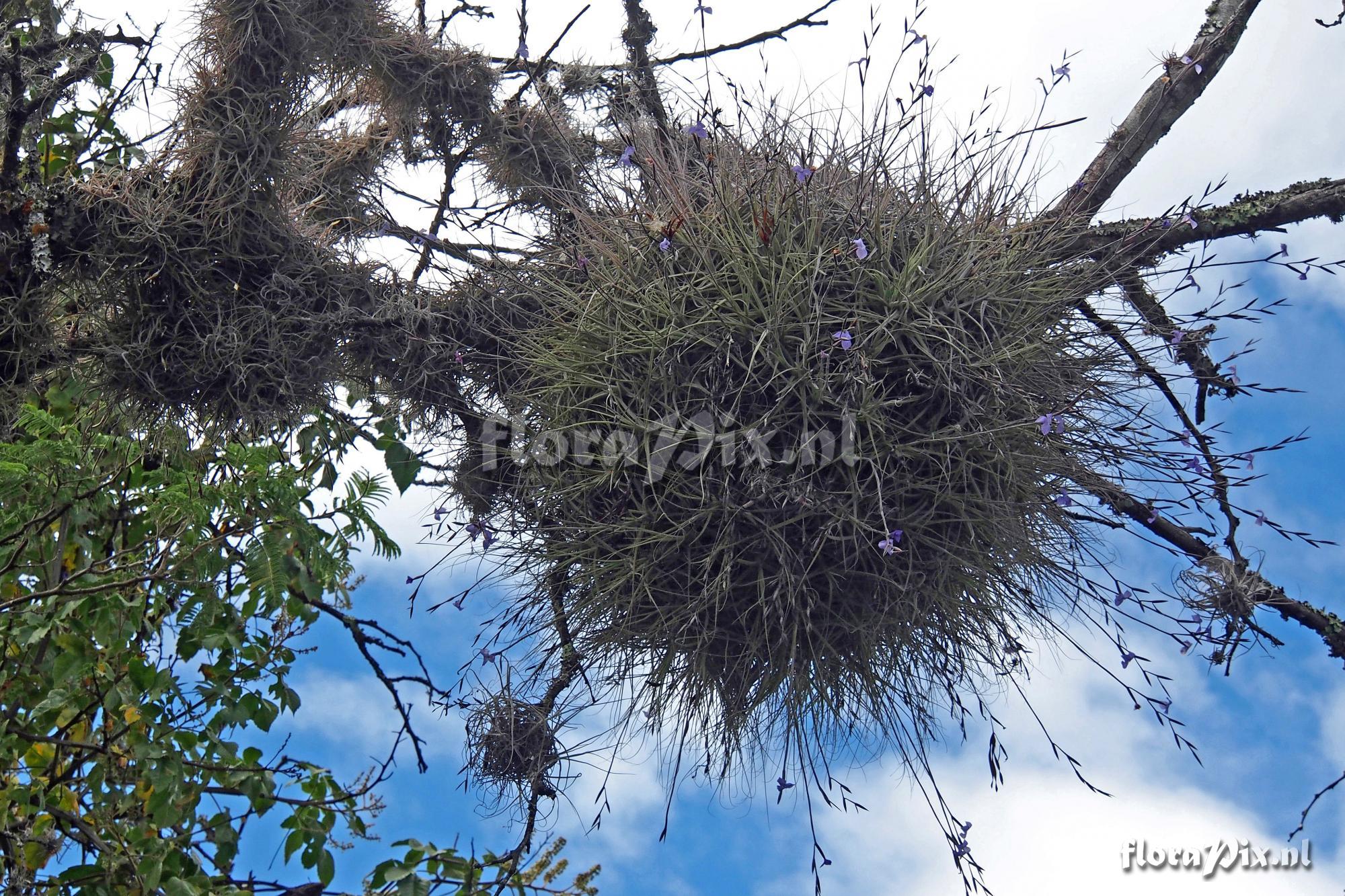 Tillandsia caerulea