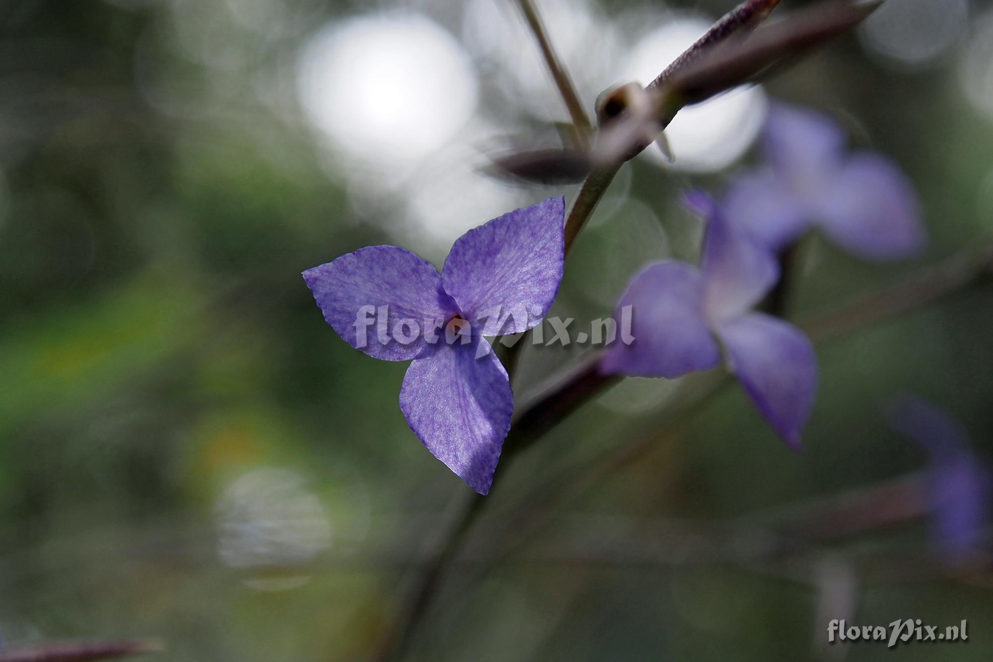 Tillandsia caerulea