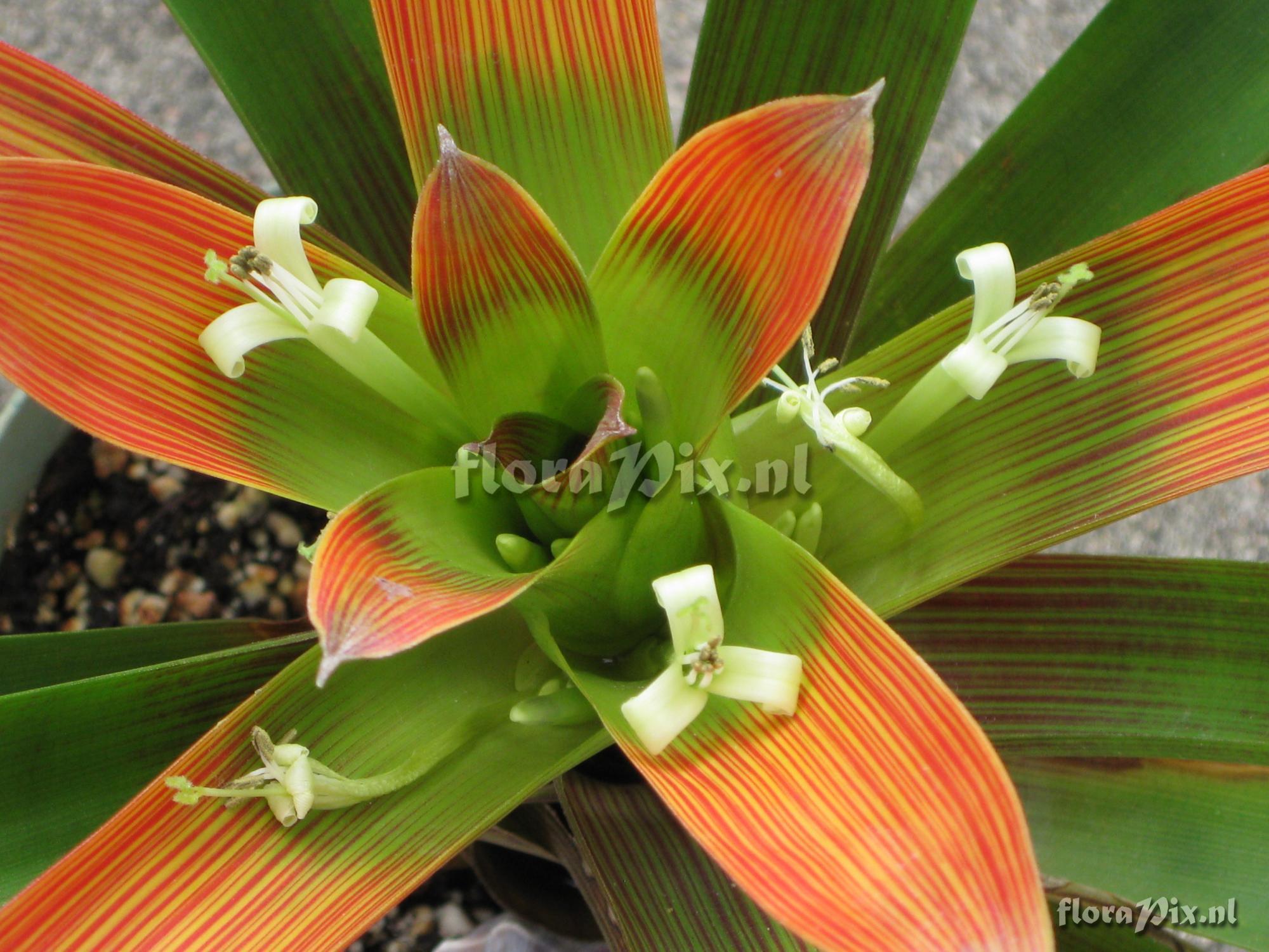 Guzmania Deroosii