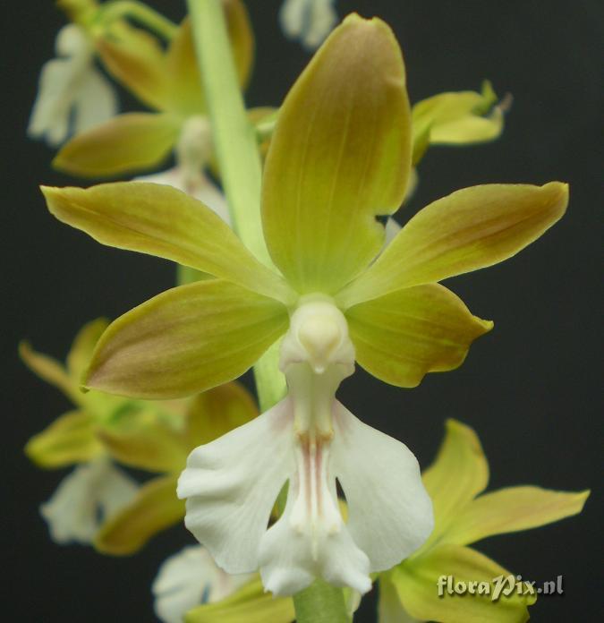 Calanthe x Bicolor