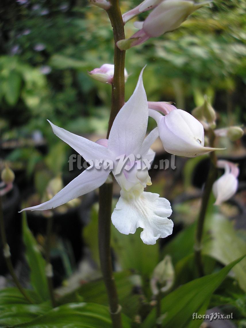 Calanthe arisanense