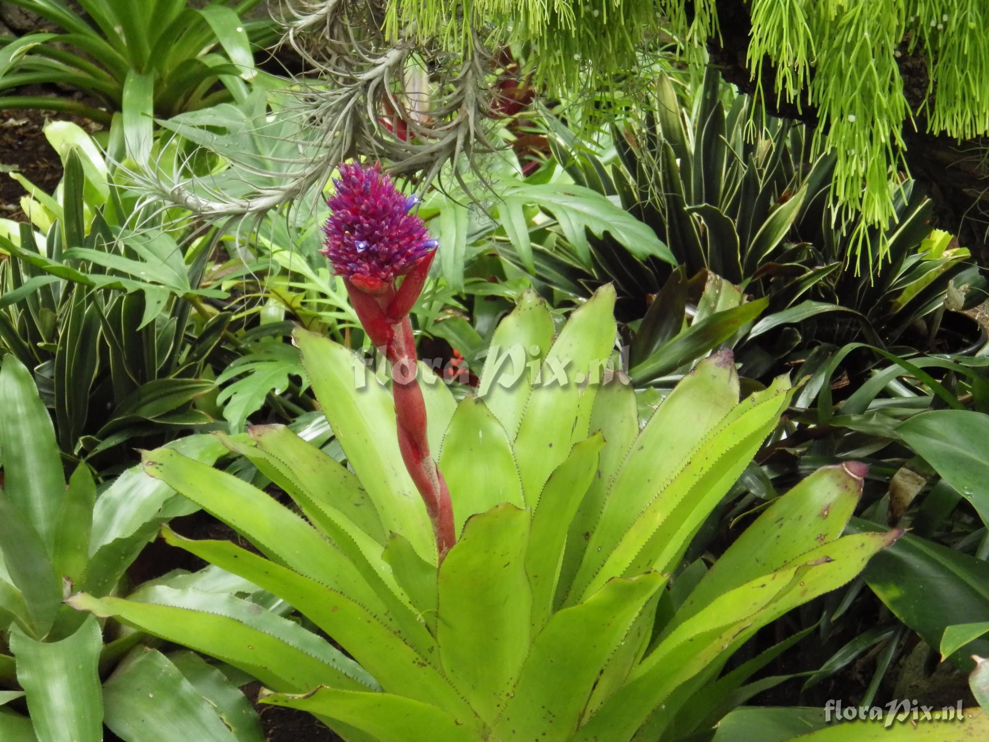 Aechmea aripensis "Raspberry"