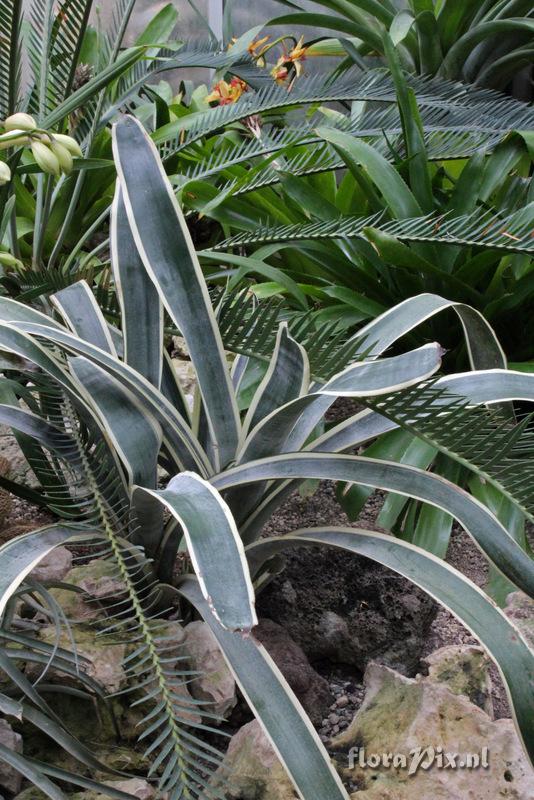 Aechmea coelestis var. albomarginata