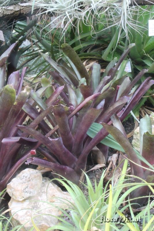 Billbergia amoena