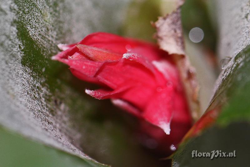 Billbergia leptopoda