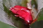 Billbergia leptopoda