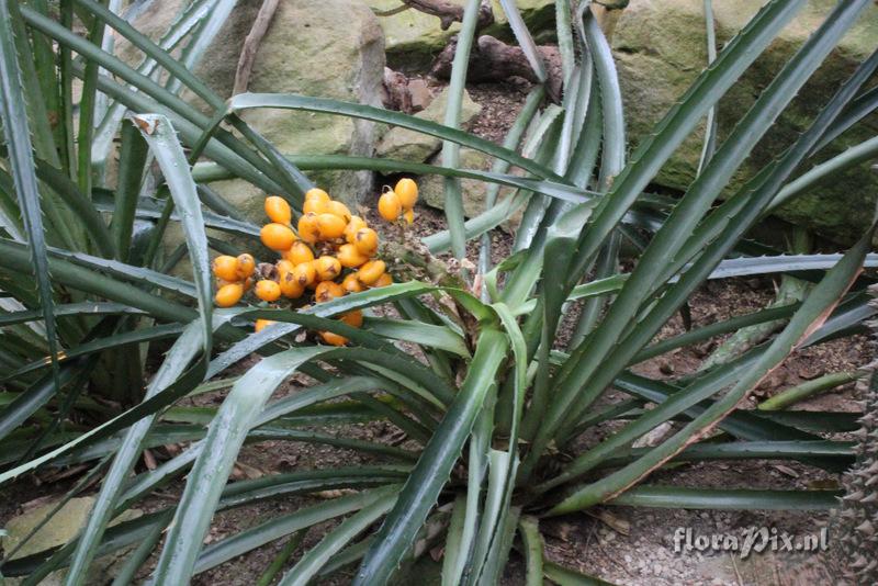 Bromelia pinguin