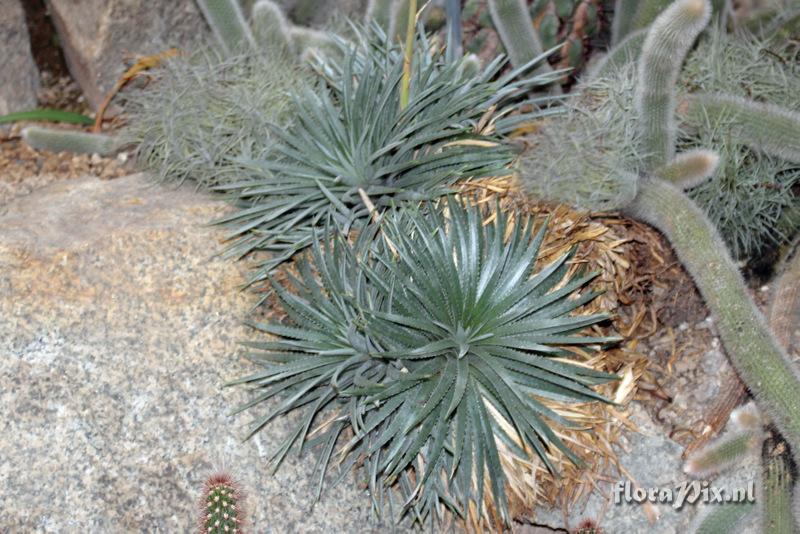 Dyckia maritima