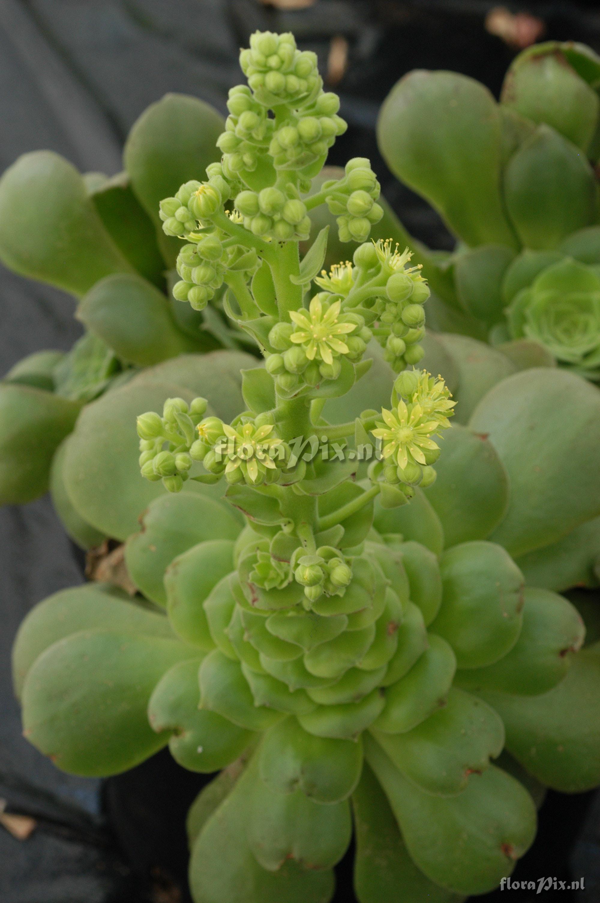 Aeonium canariense var. palmense