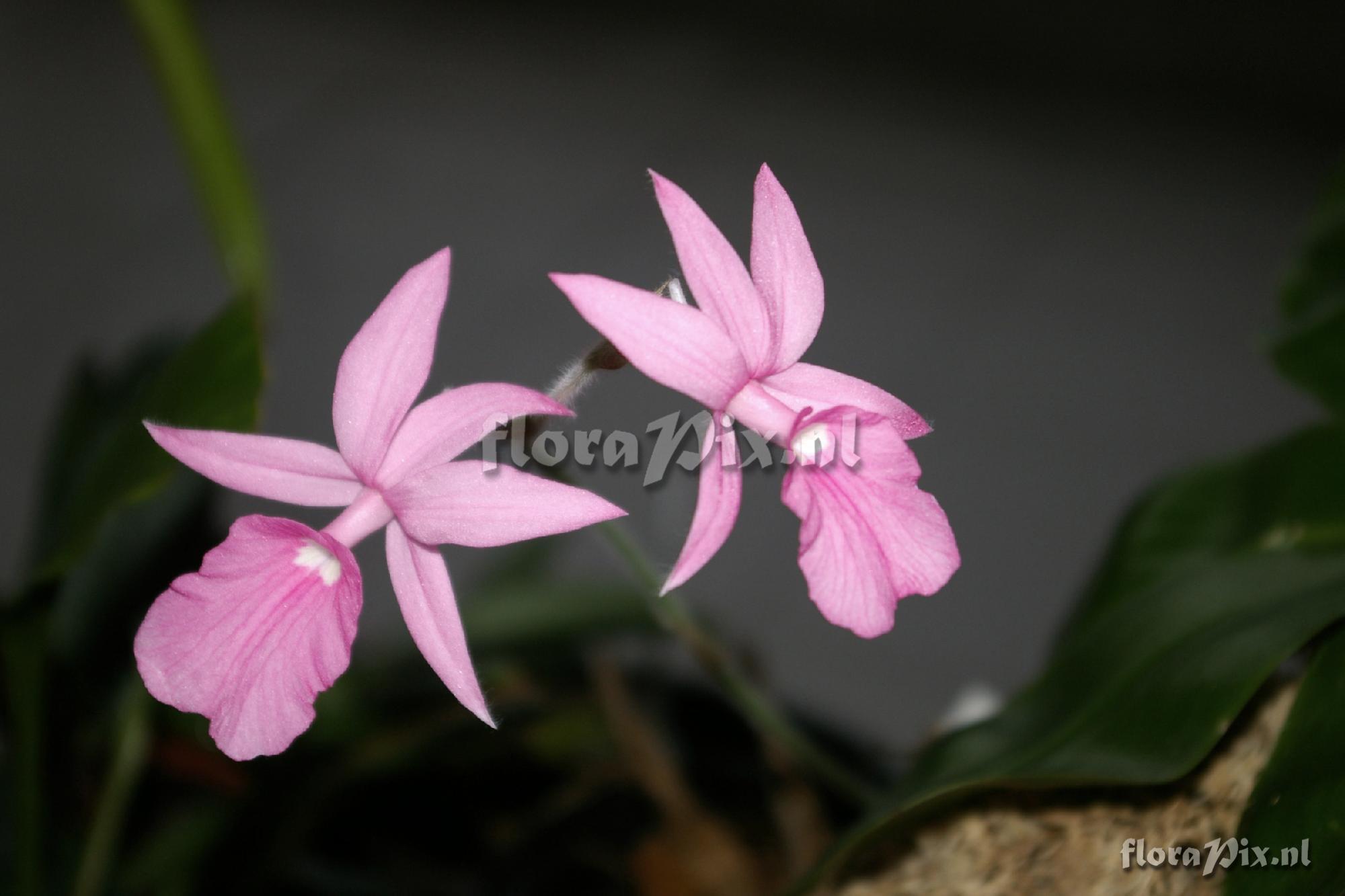 Calanthe rosea