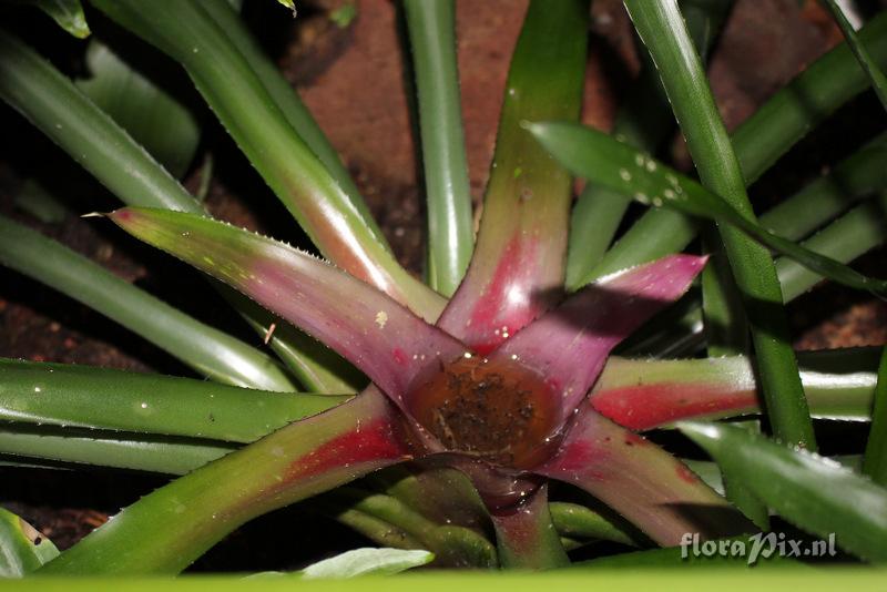 Neoregelia Montevideo