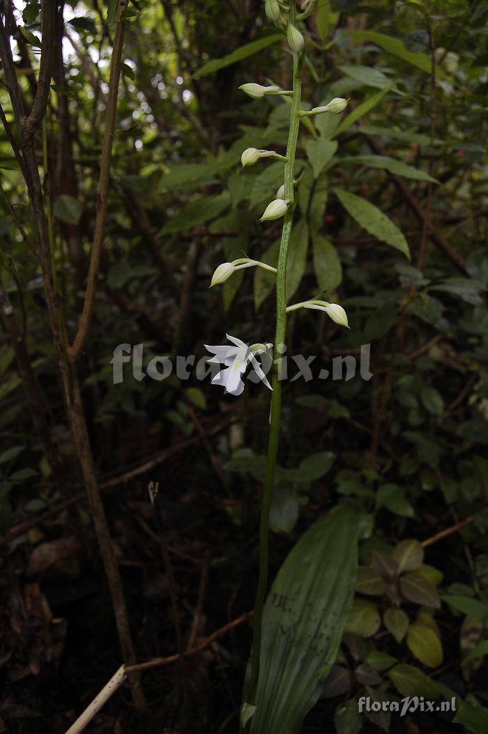 Calanthe sylvatica