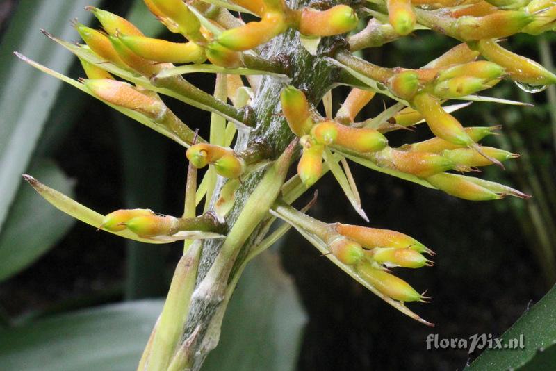 Aechmea caudata