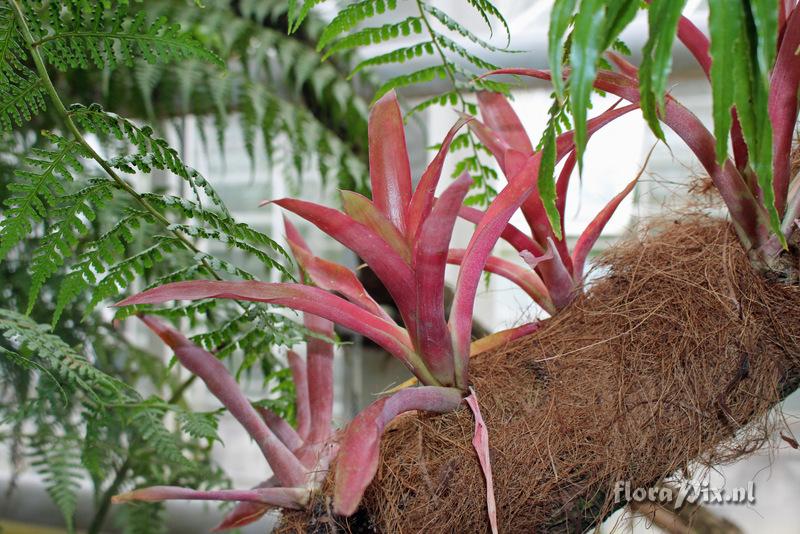 Aechmea lueddemanniana