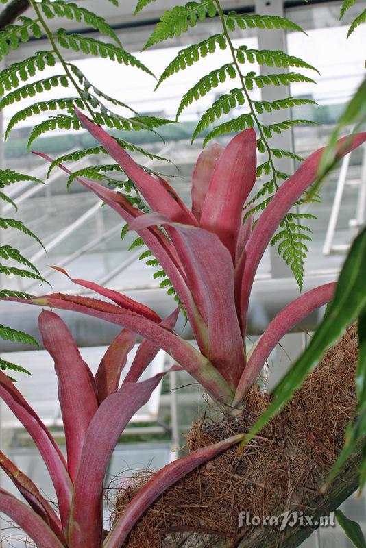 Aechmea lueddemanniana