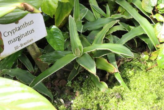 Cryptanthus marginatus