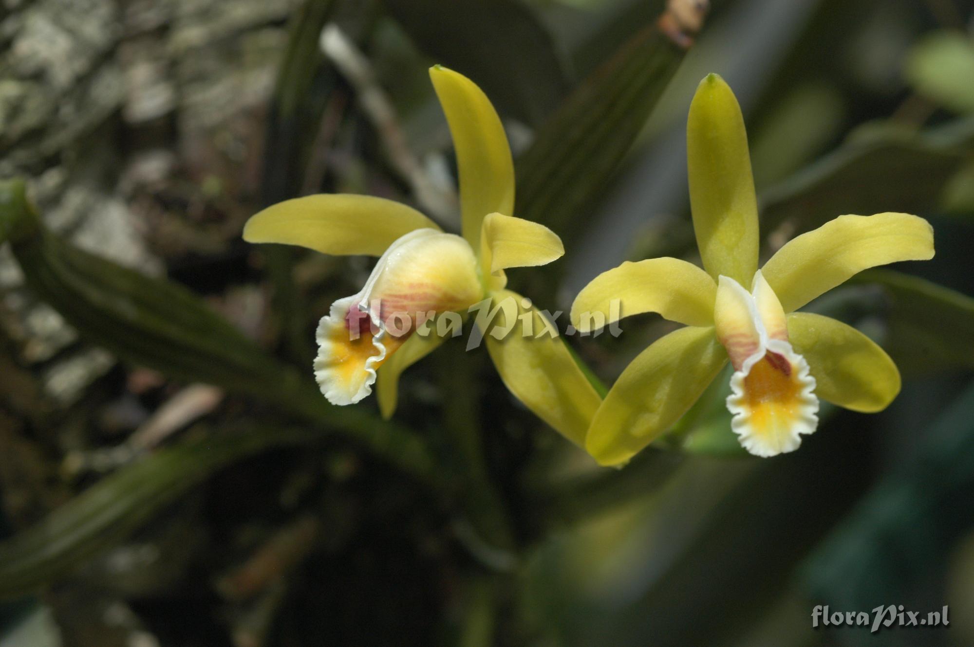 Cattleya luteola