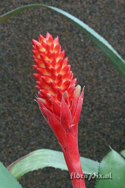 Aechmea x pseudonudicaulis