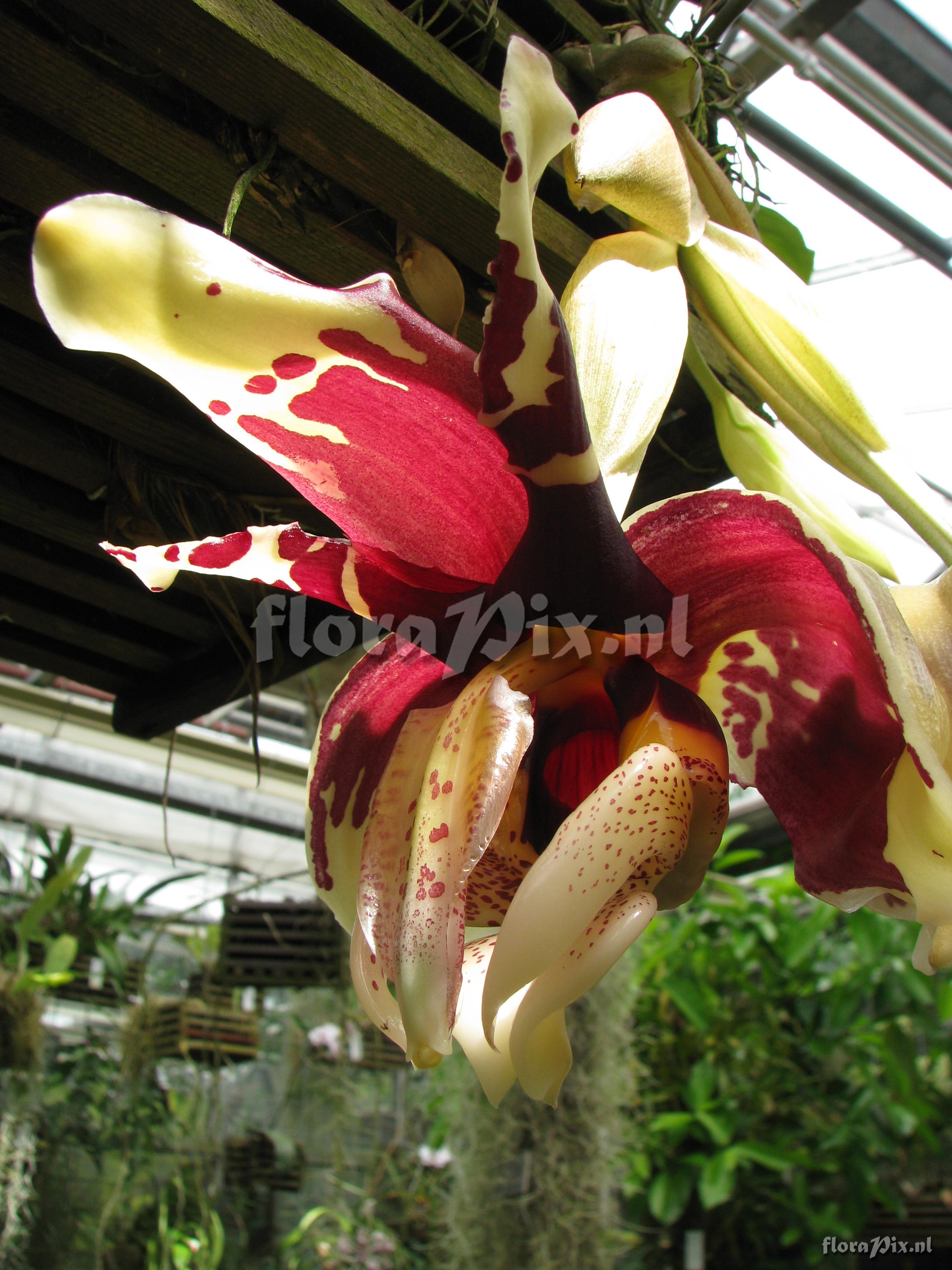 Stanhopea tigrina var. nigroviolacea