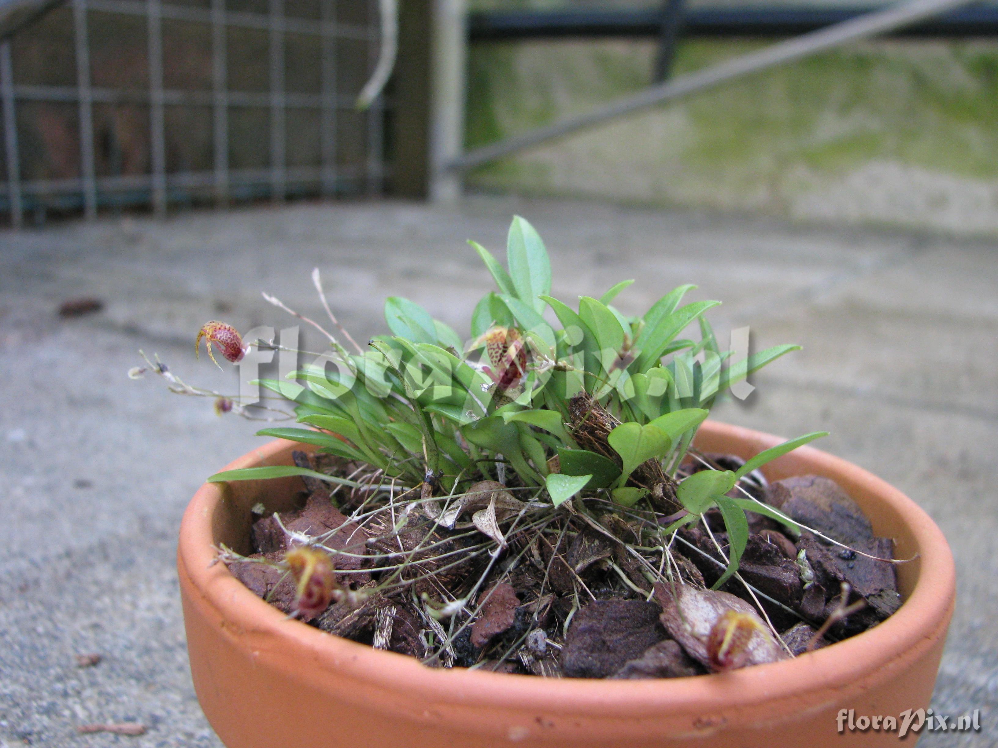 Scaphosepalum rapax k42