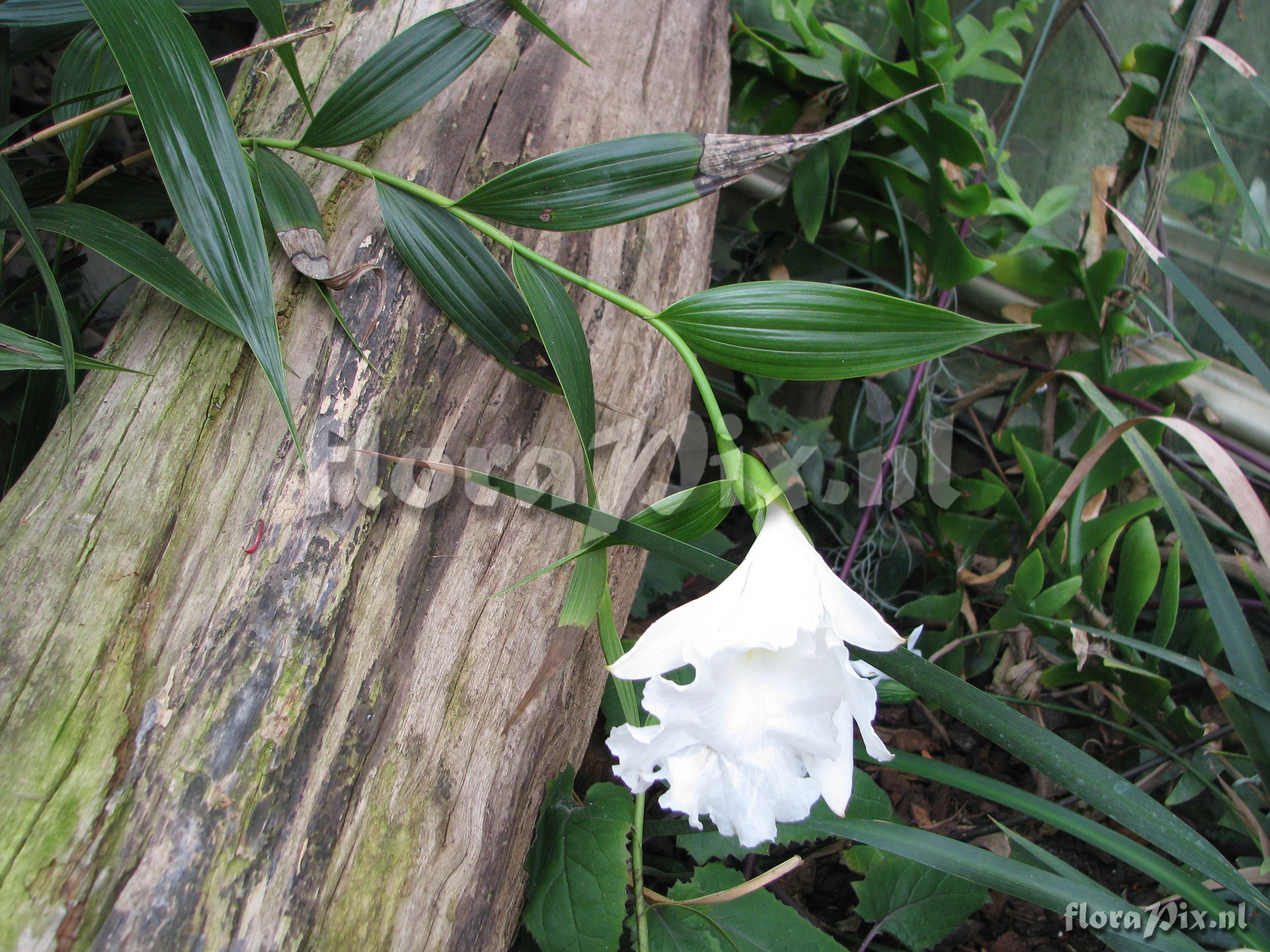 Sobralia macrantha